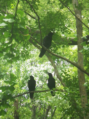Corvus macrorhynchos