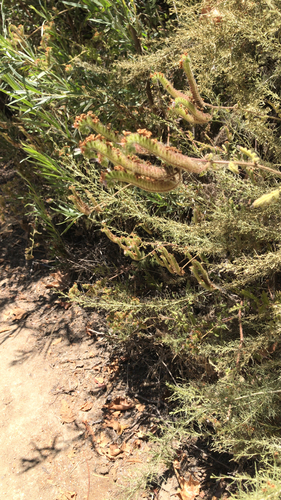 iNaturalist observation photo of branching phacelia