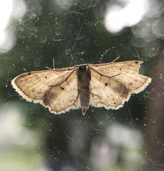 Idaea dimidiata