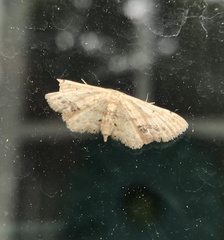 Idaea dimidiata