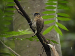 Picumnus olivaceus