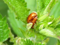 Neocrepidodera transversa