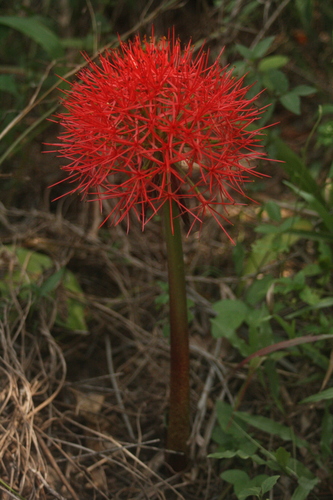 Scadoxus multiflorus subsp. multiflorus image