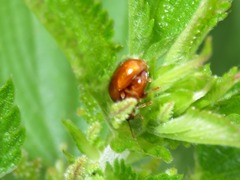 Neocrepidodera transversa