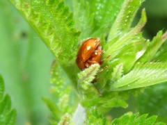 Neocrepidodera transversa