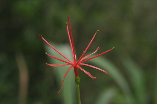 Scadoxus multiflorus subsp. multiflorus image