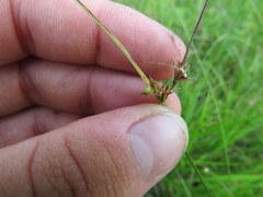 Scleria ciliata