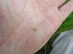 Scleria ciliata