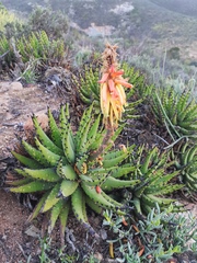 Aloe melanacantha