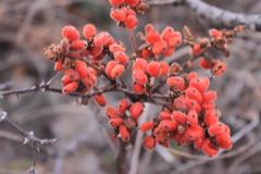 Rhus terebinthifolia