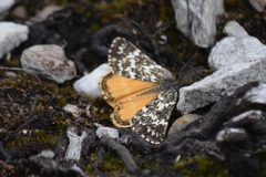 Athroolopha pennigeraria