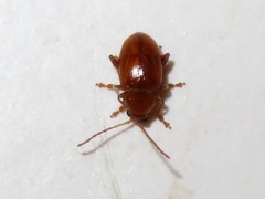 Neocrepidodera transversa