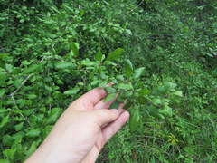Forestiera ligustrina
