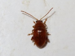Neocrepidodera transversa