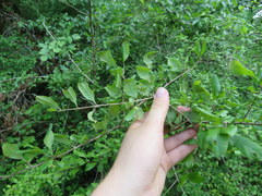 Forestiera ligustrina