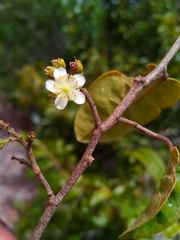 Schizolaena parviflora image