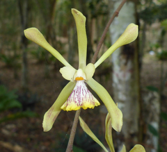 Encyclia alata