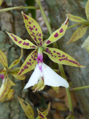 Epidendrum stamfordianum