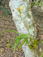 Maxillaria egertoniana