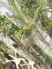 Encyclia alata