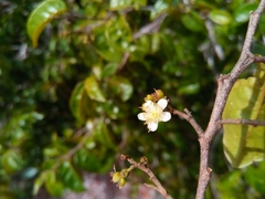 Image of Schizolaena parviflora