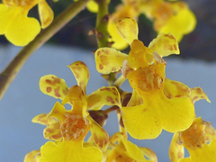 Trichocentrum ascendens