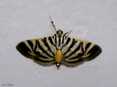 Spilomela discordens
