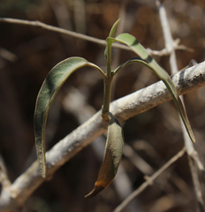 Hypoestes decaryana