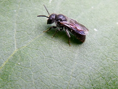 Stelis ornatula