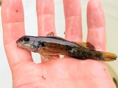 Etheostoma variatum