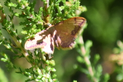 Idaea ostrinaria
