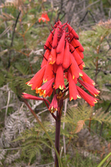 Blandfordia punicea