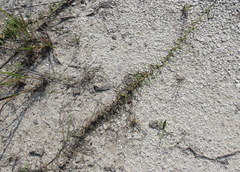 Eremochloa ophiuroides