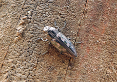 Chalcophora virginiensis