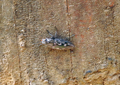 Chalcophora virginiensis