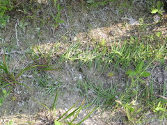 Eremochloa ophiuroides