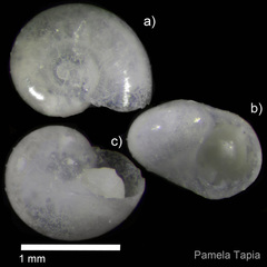 Teinostoma megastoma