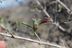 Hypoestes chlorotricha