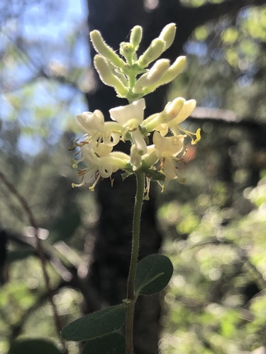 iNaturalist observation photo of Johnston's honeysuckle