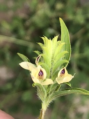 Tetramerium