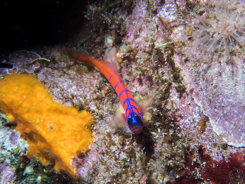 Bluebanded goby (Lythrypnus dalli) — Gobiidae — 4