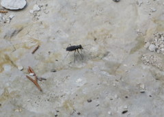 Cicindela punctulata