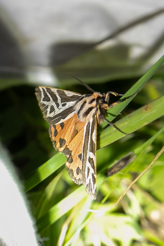 Phyllira Tiger Moth photo 3