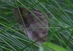 Zanclognatha lunalis