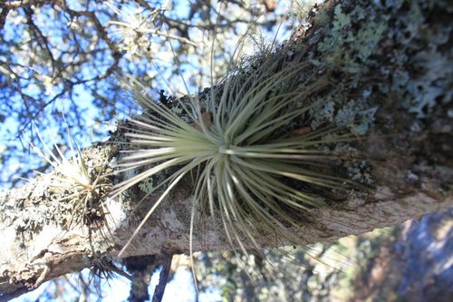 Tillandsia magnusiana, photograph 4