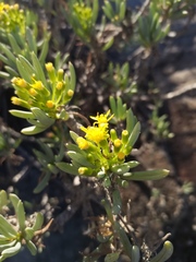 Senecio laticipes
