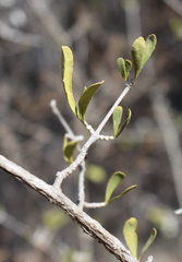 Hypoestes chlorotricha