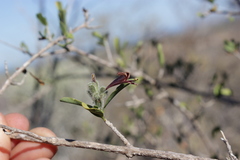 Hypoestes chlorotricha