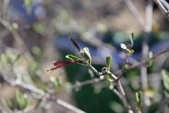 Hypoestes chlorotricha