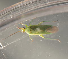 Orthotylus marginalis